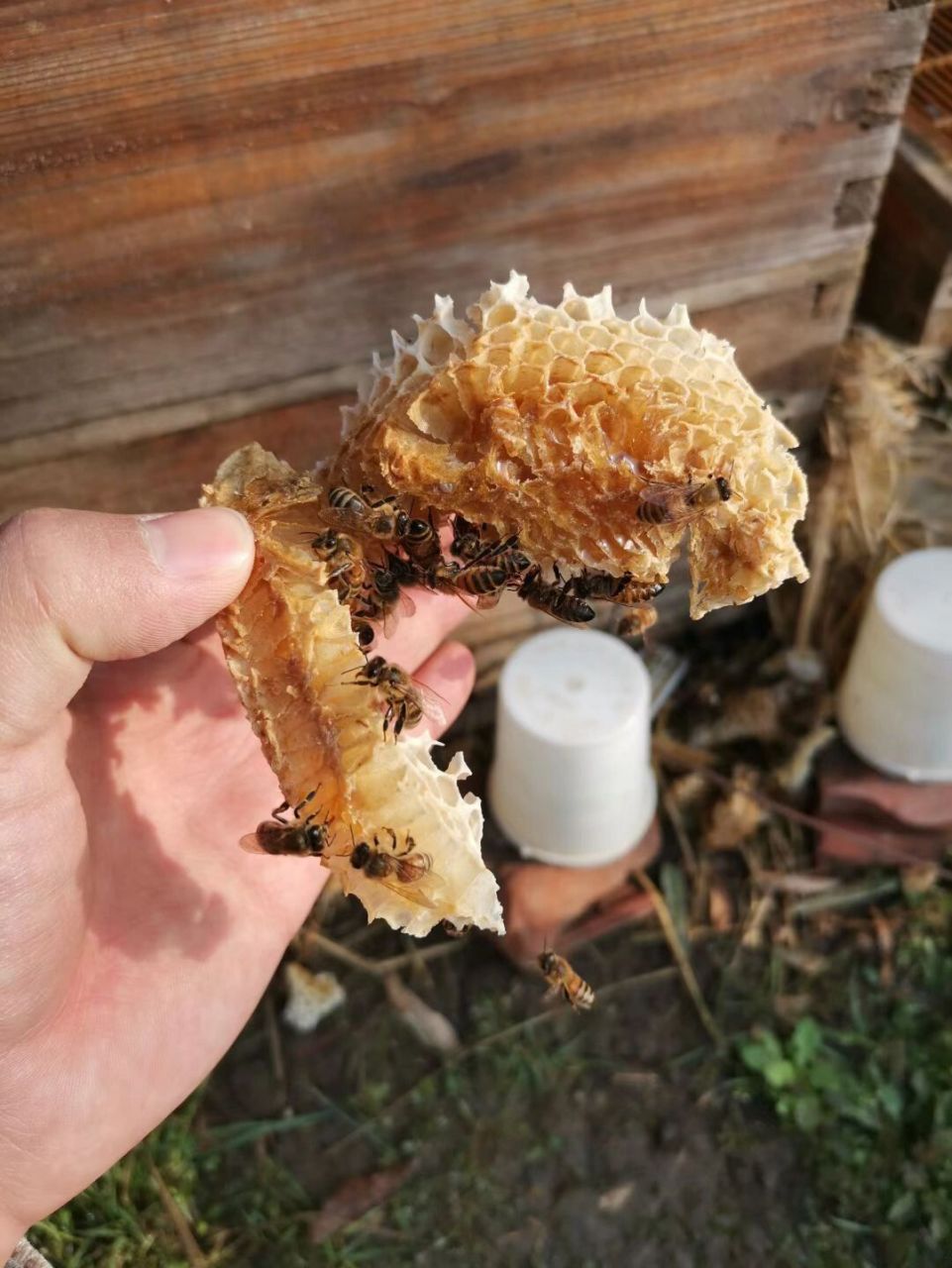 天然蜂蜡的多元价值 一位蜂产品销售者的行业洞察与知识补记