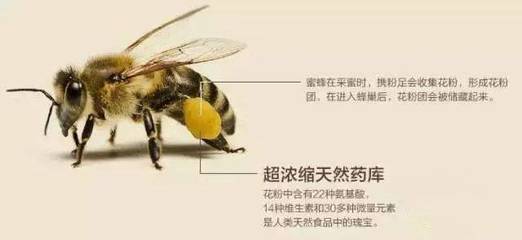 老祖宗对蜂产品的应用，限制了我的想象力